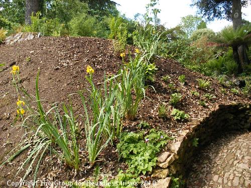 hidcote (09)